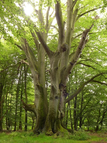 European beech