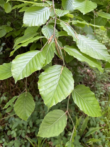 European beech