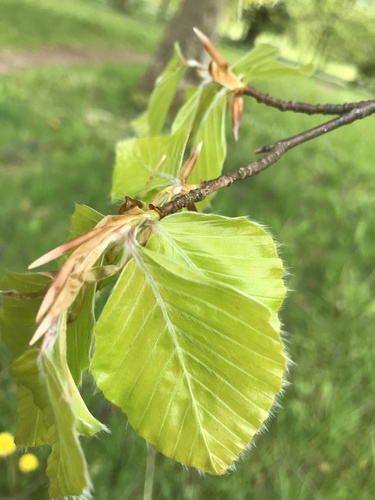 European beech