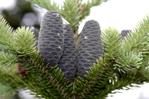 balsam fir
