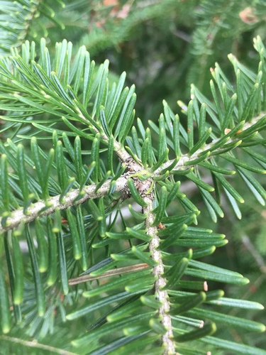 balsam fir