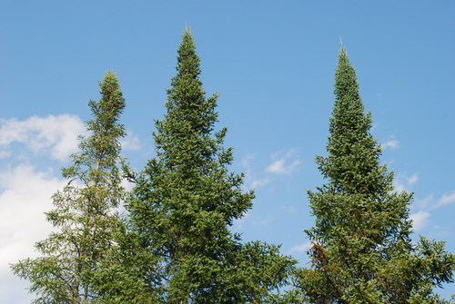 balsam fir