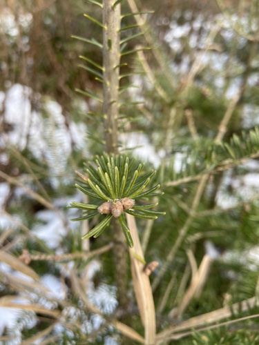 balsam fir
