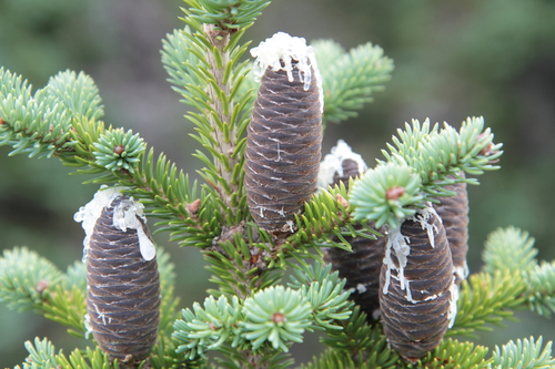 balsam fir
