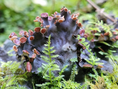 pelt lichens