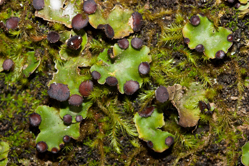 pelt lichens