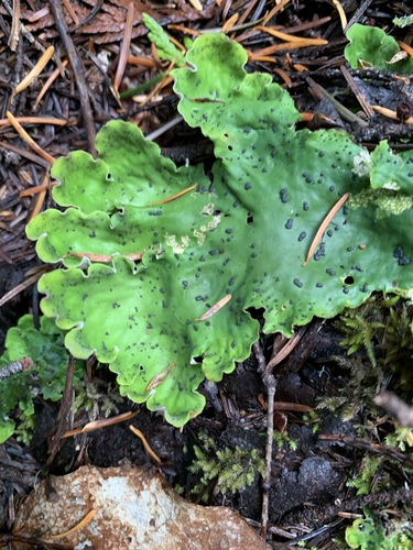 pelt lichens