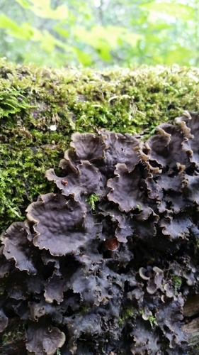 pelt lichens