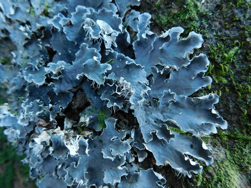 pelt lichens