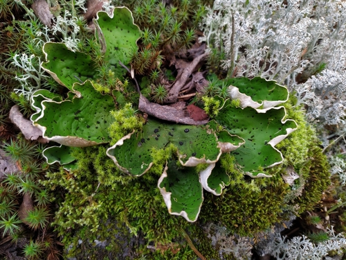 pelt lichens