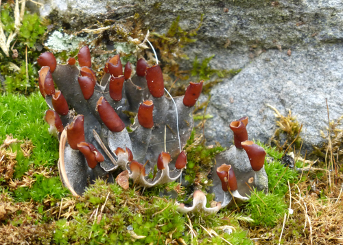 pelt lichens