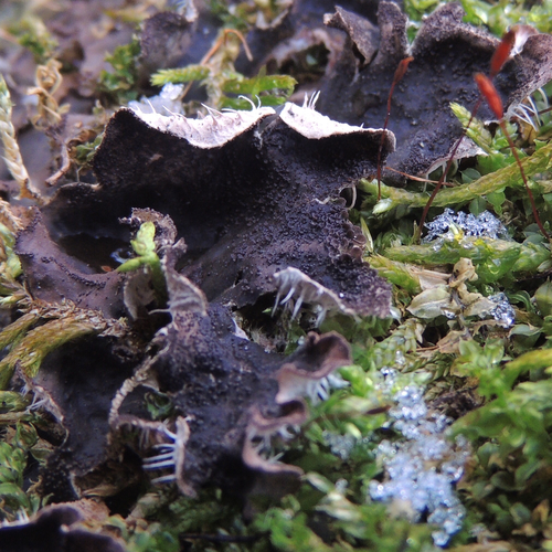 pelt lichens