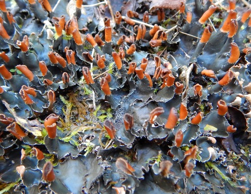pelt lichens