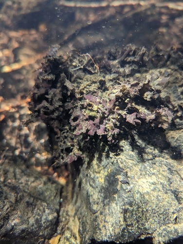 pelt lichens