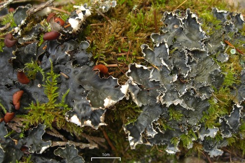 pelt lichens