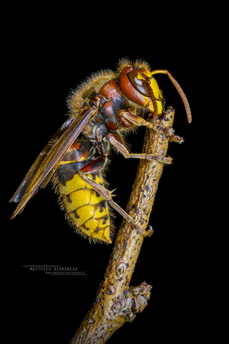European Hornet