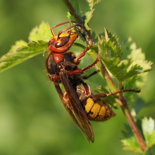 European Hornet