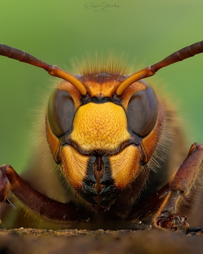 European Hornet
