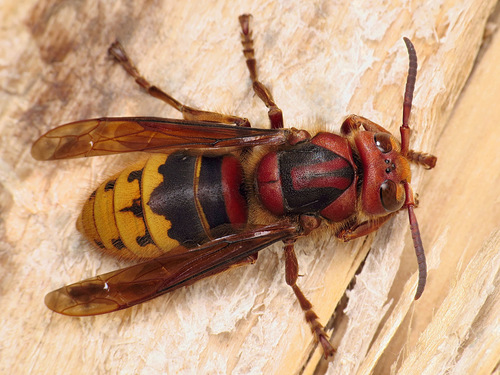 European Hornet