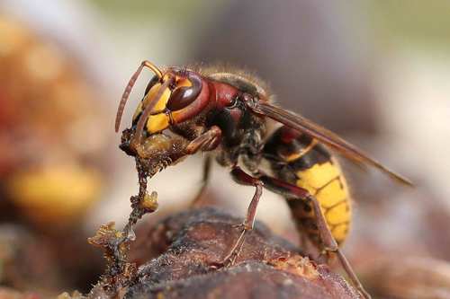 European Hornet