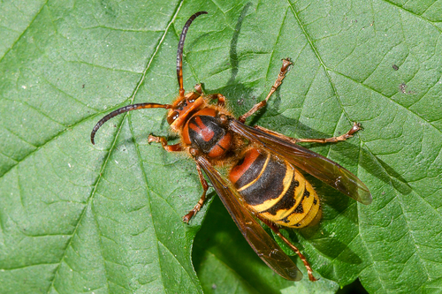 European Hornet