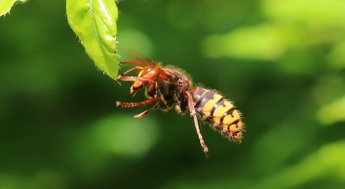 European Hornet
