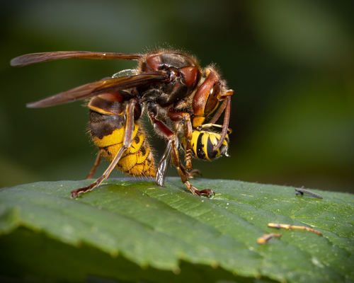European Hornet