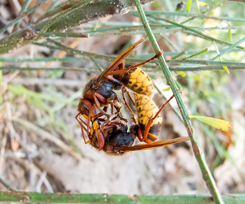 European Hornet