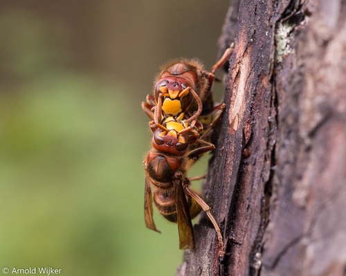 European Hornet
