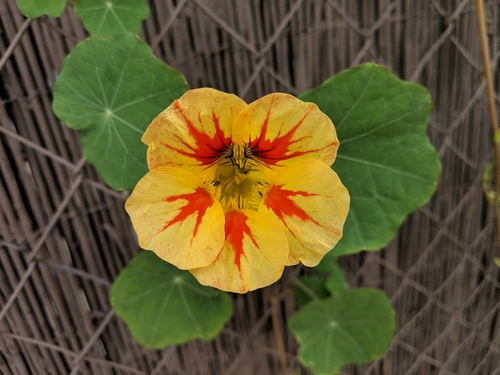 garden nasturtium