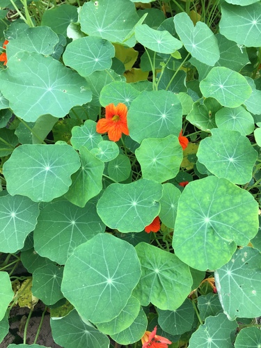 garden nasturtium