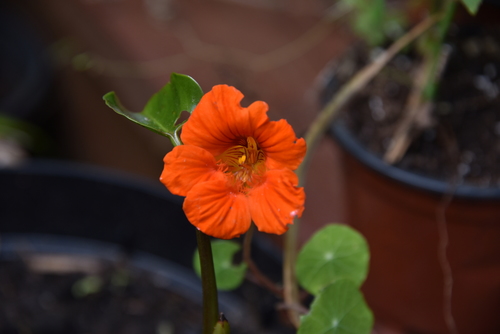 garden nasturtium
