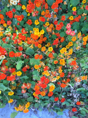 garden nasturtium