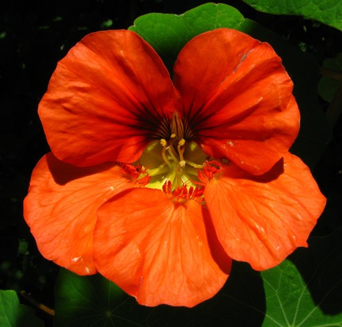 garden nasturtium