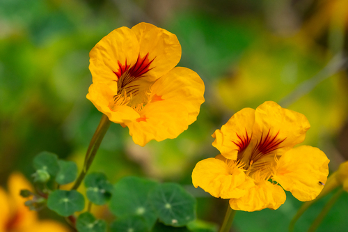 garden nasturtium