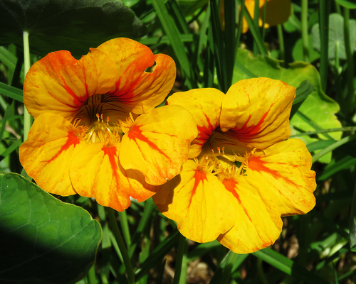 garden nasturtium