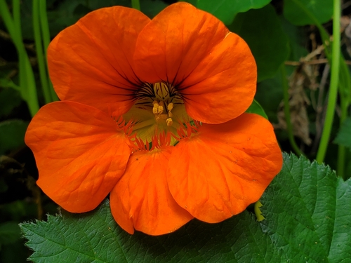 garden nasturtium