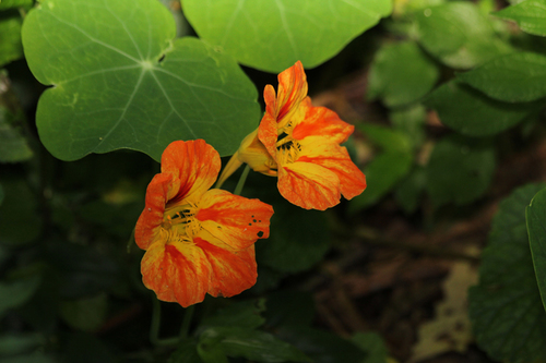 garden nasturtium