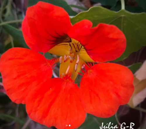 garden nasturtium
