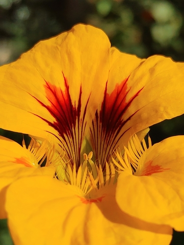 garden nasturtium