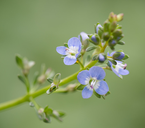 Brooklime