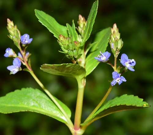 Brooklime