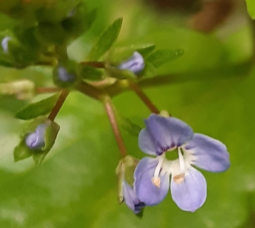 Brooklime