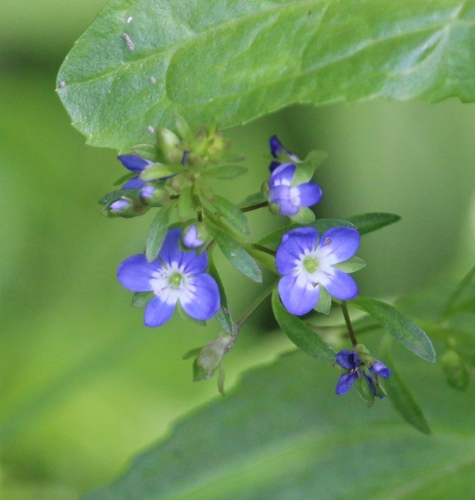 Brooklime