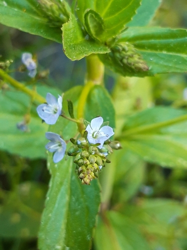 Brooklime