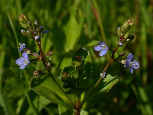 Brooklime