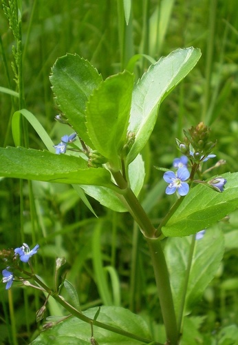 Brooklime