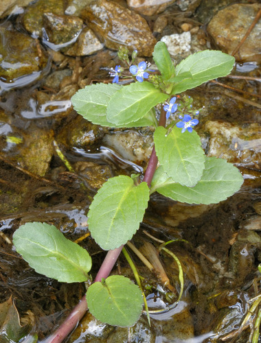 Brooklime