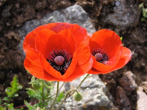 common poppy