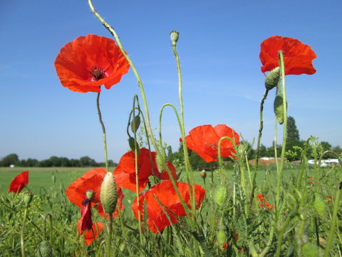 common poppy